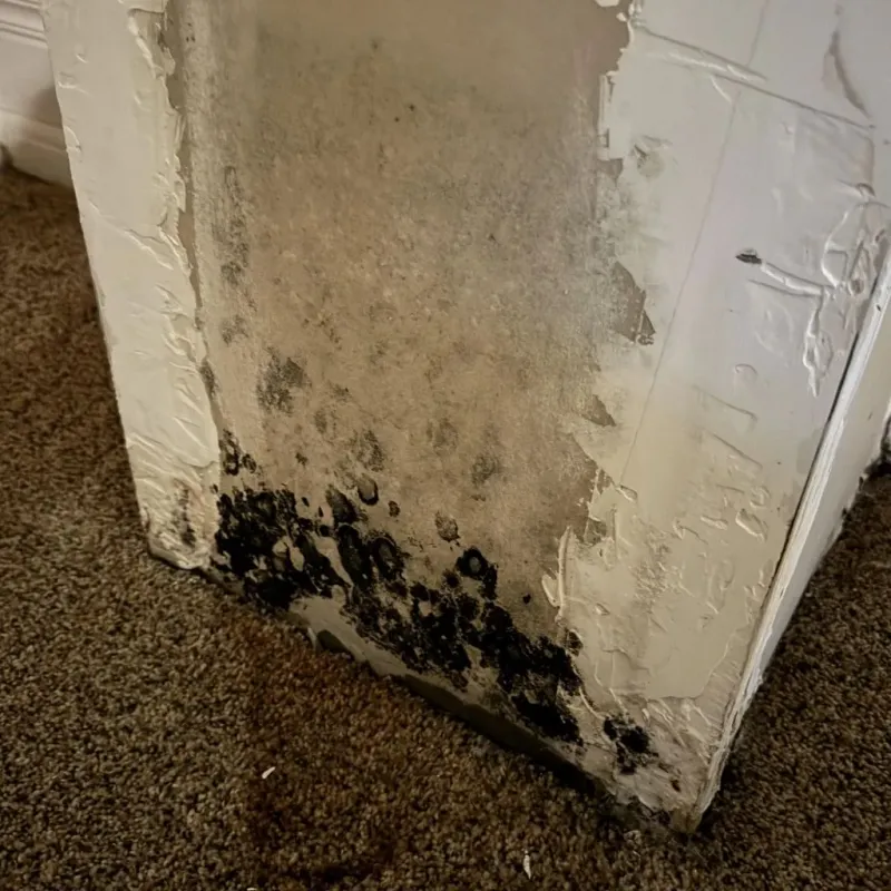 Professional Mold Removal in Waverly, VA
